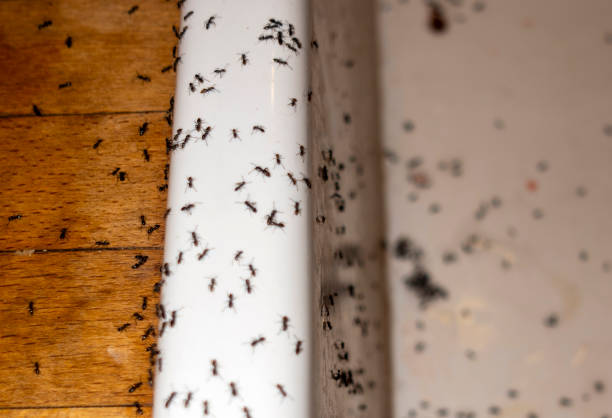 Best Pest Removal Services  in Alvarado, TX