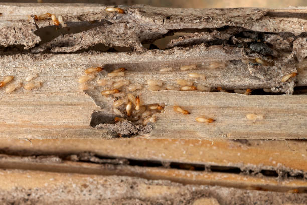Best Bed Bug Extermination  in Alvarado, TX